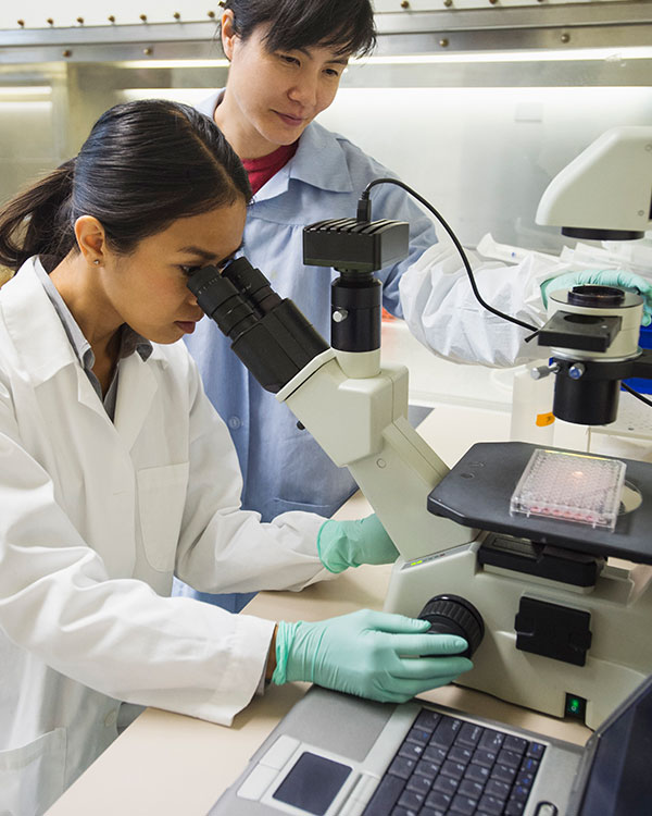 A scientist looks into a microscope.