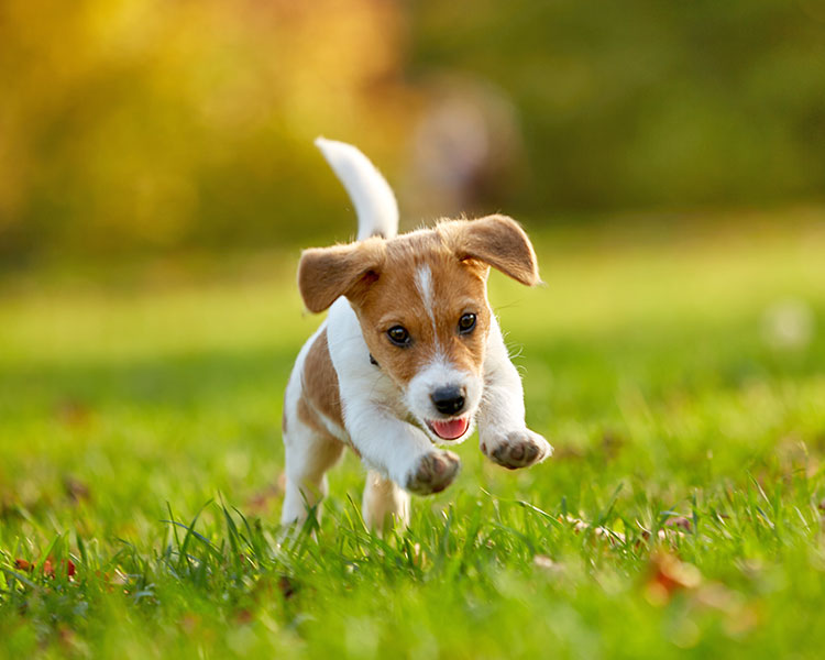 A puppy runs in a field