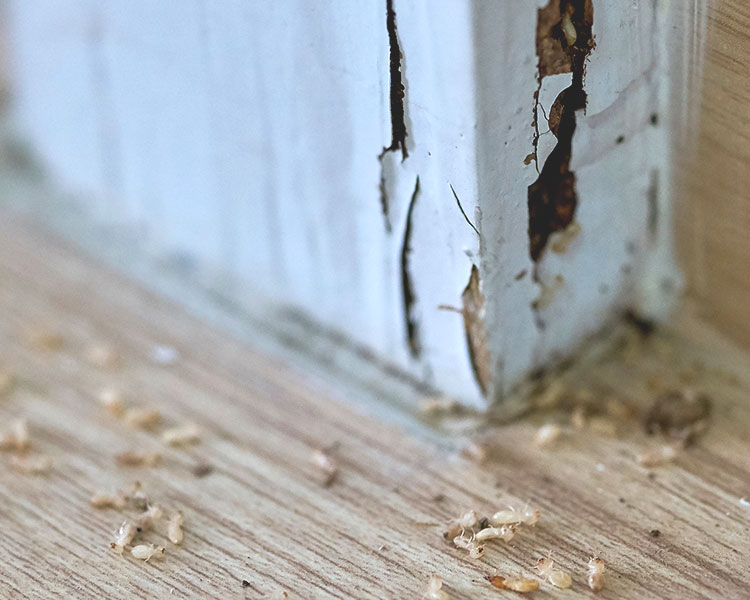 Tiny dead bugs on a wooden floor.