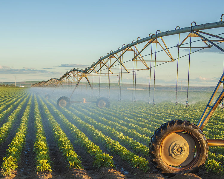 An arching irrigation machine sprays water over a field of crops