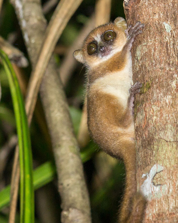 A lemur with large eyes clings to a tree trunk