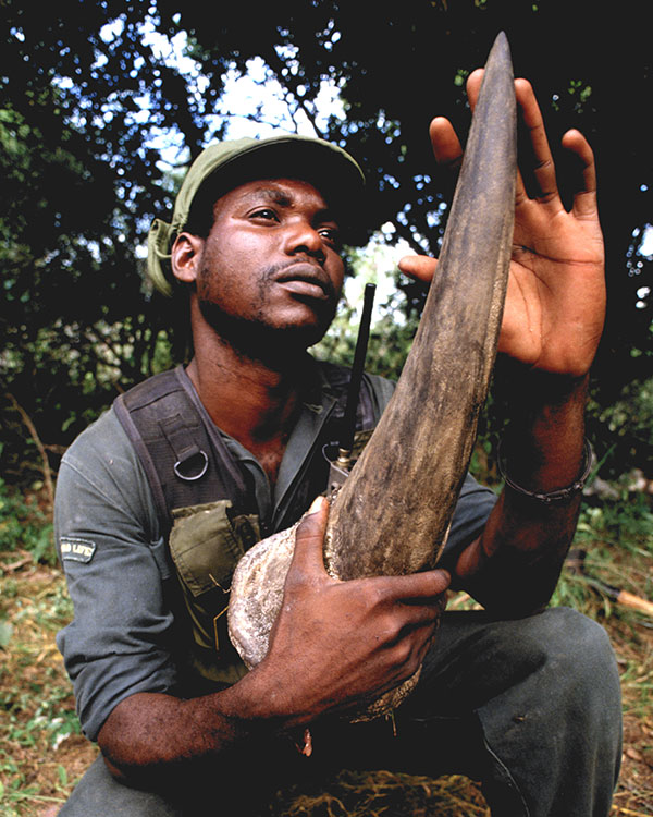 park ranger examining rhinoceros horn