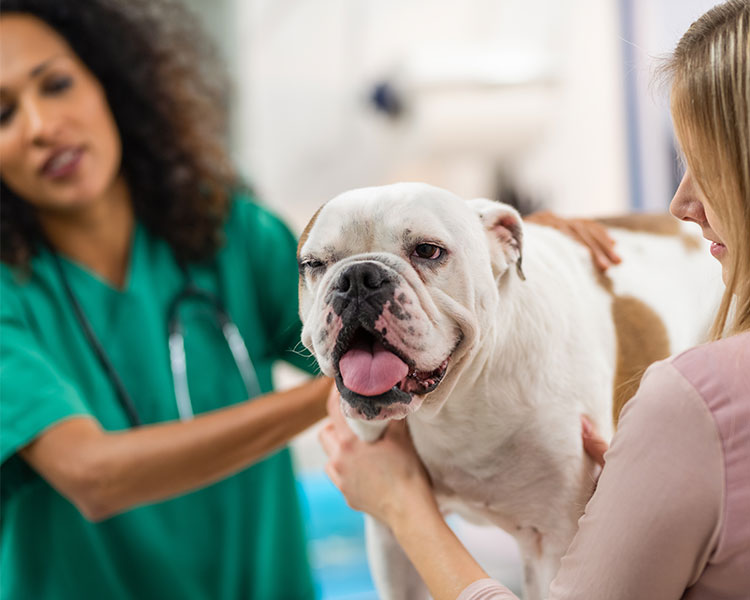 Dog and owner at the vet.