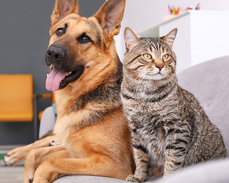 A cat and a dog sitting together