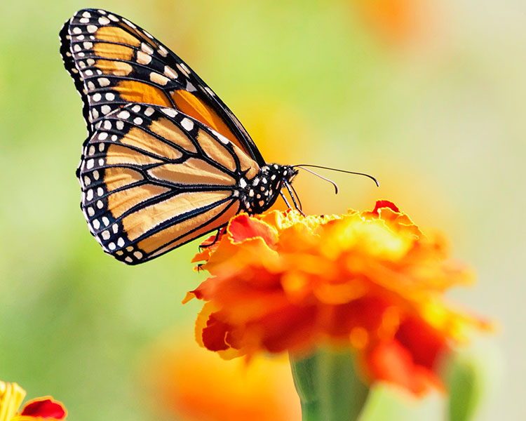 A butterfly on a flower