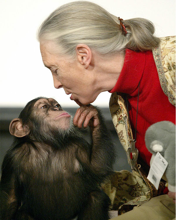 Photo of Jane Goodall with a chimp