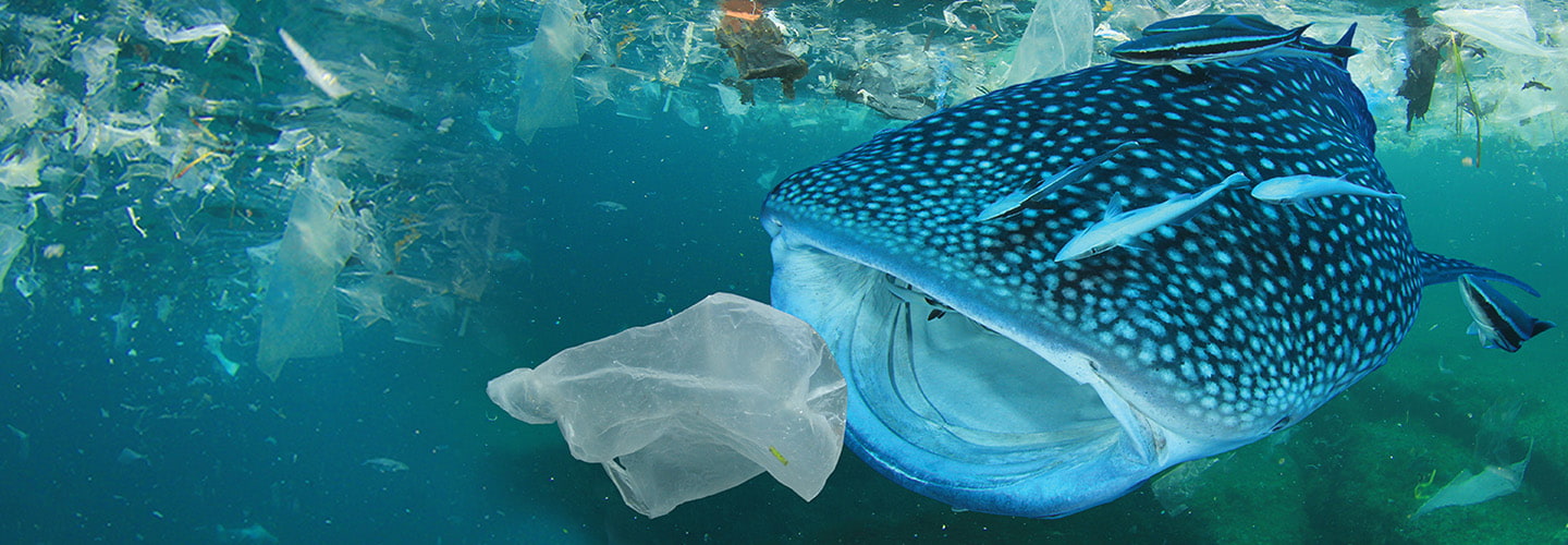 Image of a shark swimming underwater and about to consume plastic