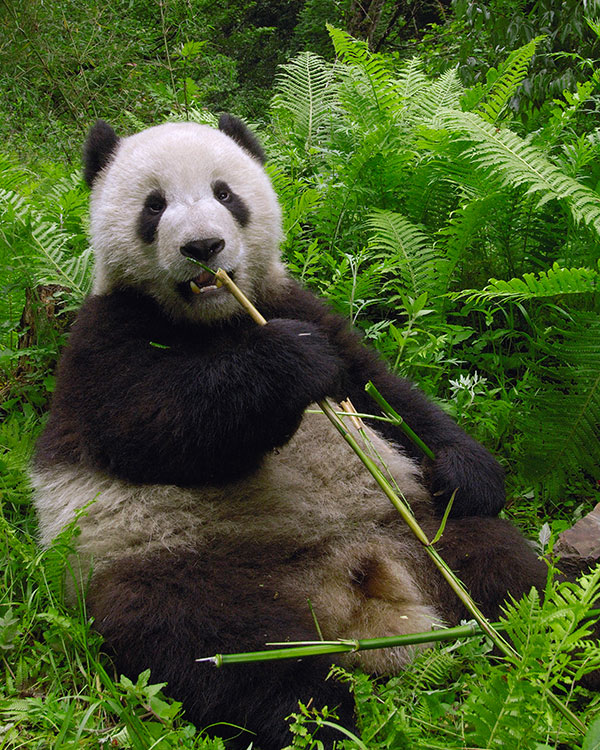 Panda eating bamboo