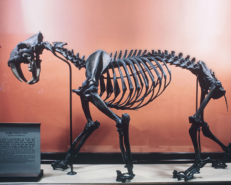 Saber-toothed tiger skeleton