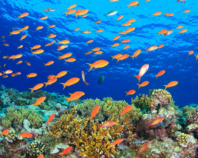 A large group of orange fish swimming in the ocean