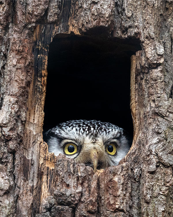 Photo of an owl with bright yellow eyes hiding inside a tree