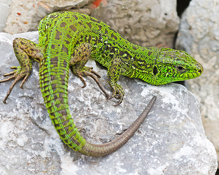 Photo of a green lizard with a new tail and sitting on a rock