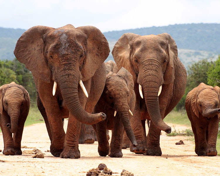 Photo showing a family of elephants walking in nature 