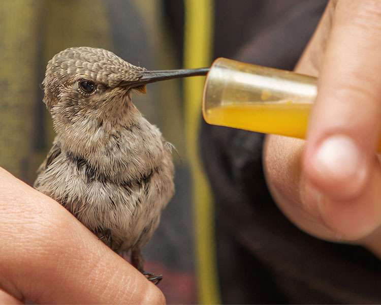 Photo of a hummingbird being fed through a vial by a human