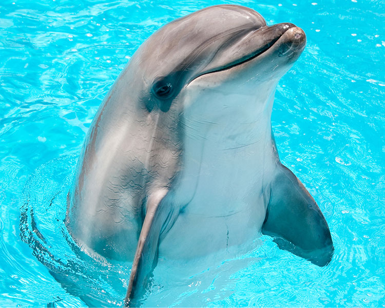 Image of a dolphin with half its body out of water