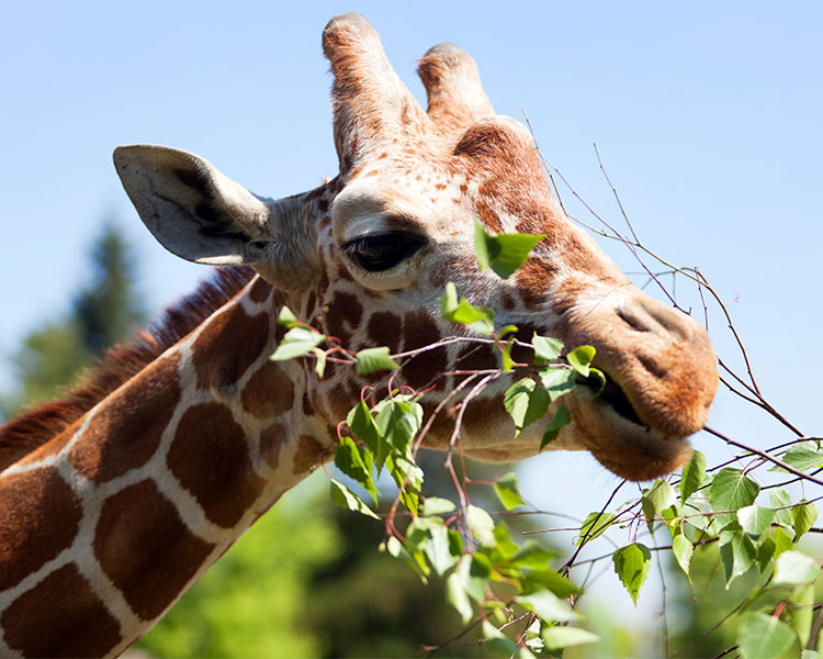 Photo of a giraffe eating leaves from a tree